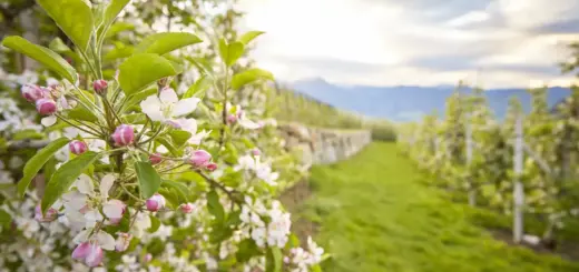 Apfelblüte in Südtirol - IDM Südtirol / Stefan Schütz - Erlebnisrundreisen.de