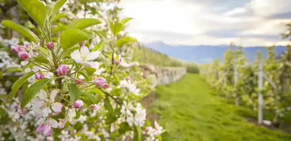 Apfelblüte in Südtirol - IDM Südtirol / Stefan Schütz - Erlebnisrundreisen.de