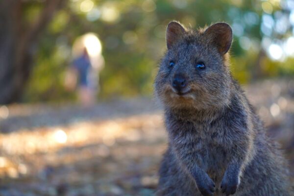 Quokka