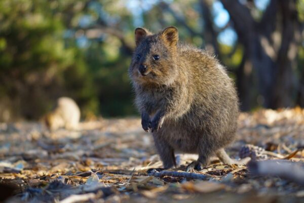 Ein Quokka auf Rottnest Island