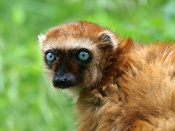 Neugieriger Blick eines weiblichen Blauaugenmakis, Madagaskar