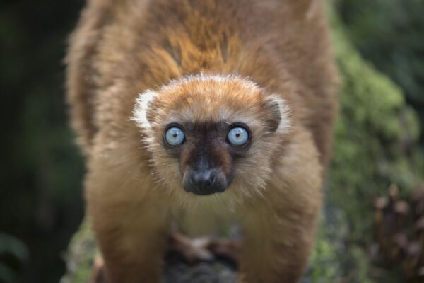 Ein Blauaugenmaki auf Entdeckungstour durch den Wald, Madagaskar