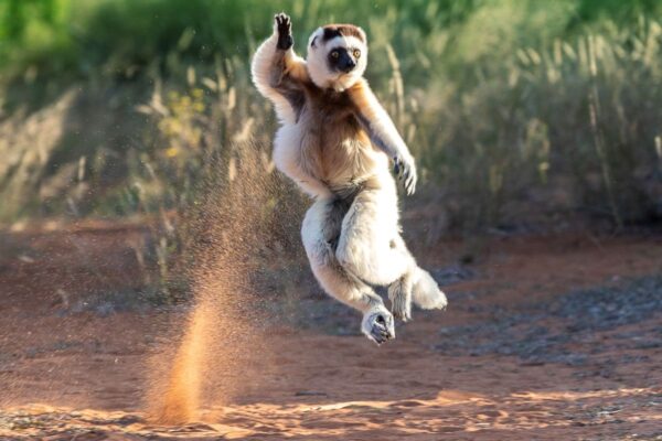 Sifaka