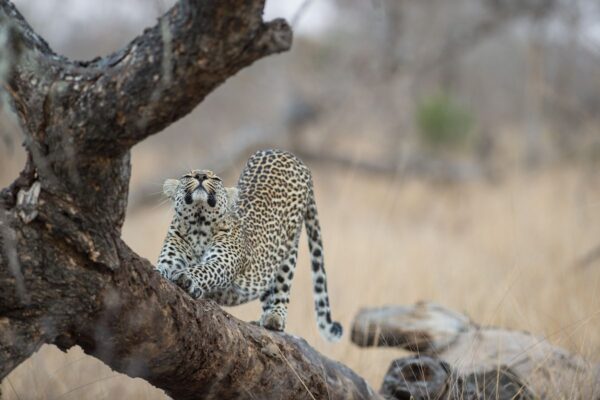 Leopard in Südafrika