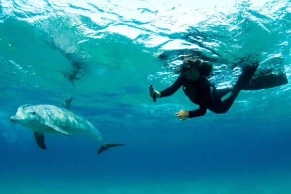 Schnorcheln mit Delfinen vor Ponta do Ouro, Dolphin Encountours