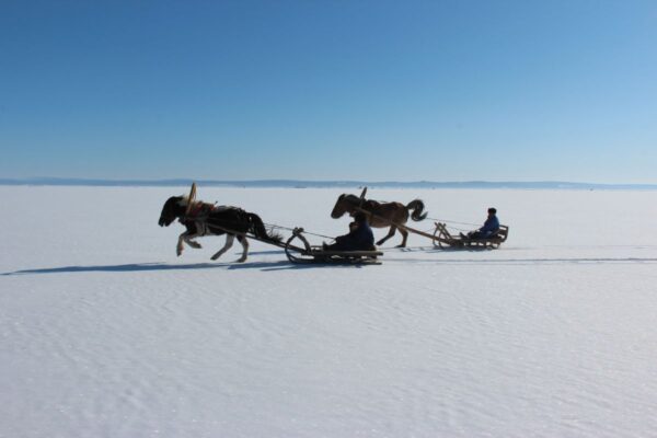 Pferdeschlittenten on Tour auf dem vereisten Chuwsgul See in der Mongolei.
