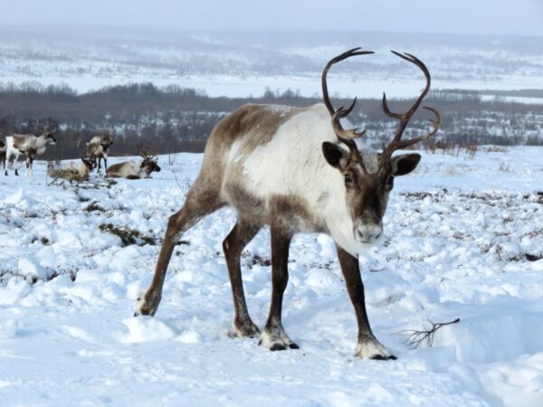 Rentier stapft durch den mongolischen Winter