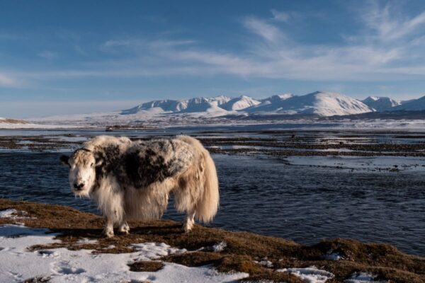Yak im Winter in der Mongolei