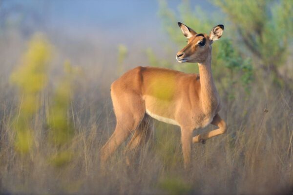 Impala im Nebel