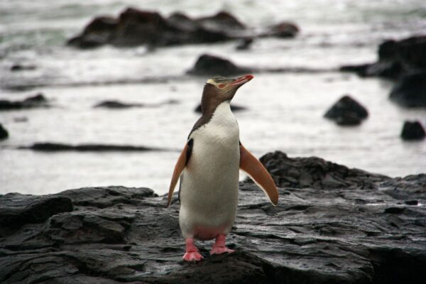 Gelbaugenpinguin
