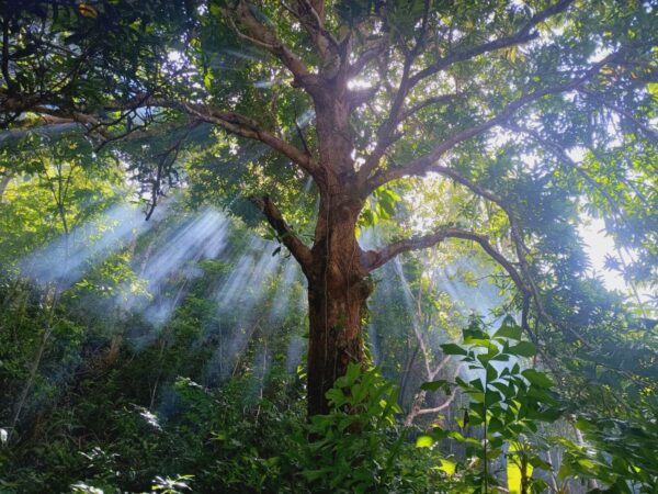 Großer Baum im dichten Regenwald mit Lichtstrahlen in Papua-Neuguinea
