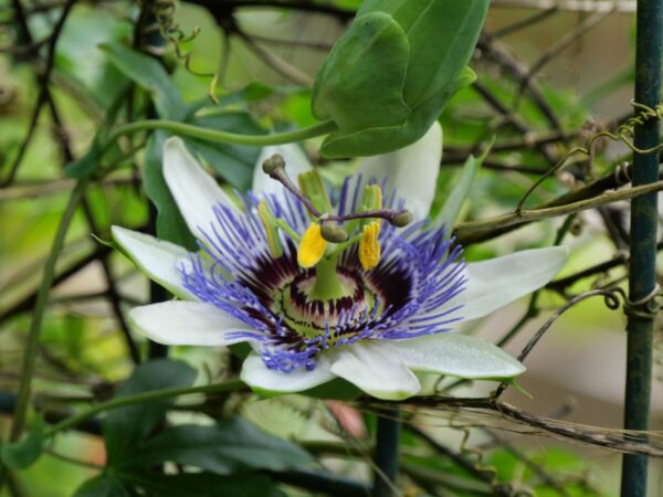 Blumen, Blumen, Blumen
