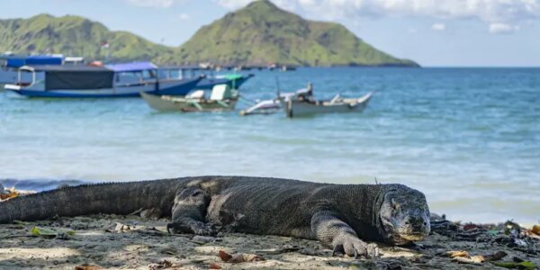 Adventure-Trip-Bali-to-Flores-Trails-Tribal-Villages-Dragon-Lagoons