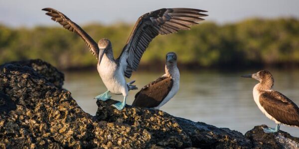Adventure-Trip-Galapagos-Express-Wanderausfluege-Wildtiere