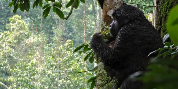 Adventure-Trip-Gorilla-Abenteuer-in-Kenia-und-Uganda-Waelder-Wildtiere
