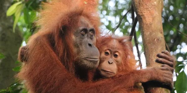 Adventure-Trip-Sumatras-Wild-Side-Orangutans-Rivers-Rural-Life