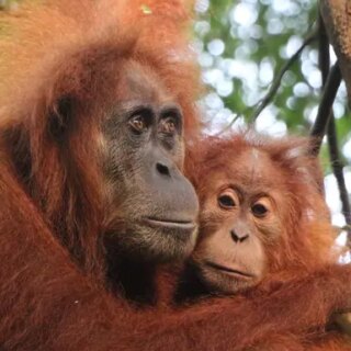 Günstige Indonesien Gruppenreisen für 18 - 39 jaehrige 2026/2027 | Erlebnisrundreisen.de