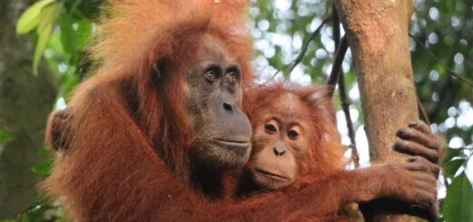 Günstige Indonesien Gruppenreisen für 18 - 39 jaehrige 2026/2027 | Erlebnisrundreisen.de