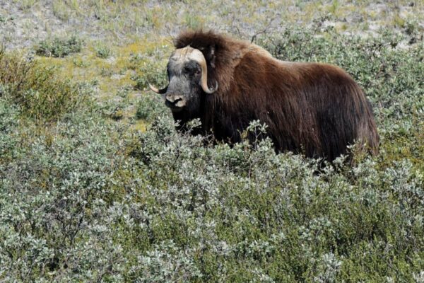 Begegnung mit einem Moschusochsen in der weiten Tundra Nunavuts, Kanada