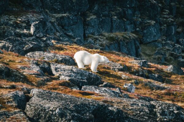 Eisbär unterwegs durch die weite Tundra des hohen Nordens, Kanada