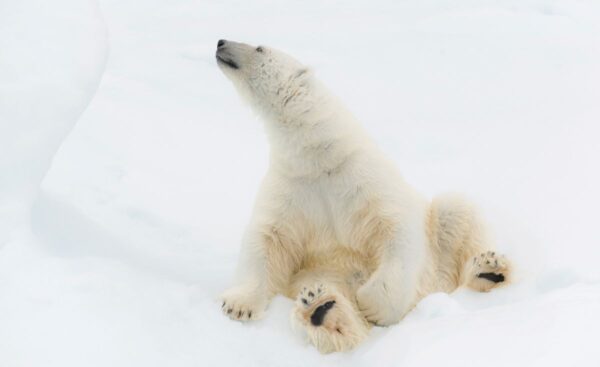 Sitzender Eisbär