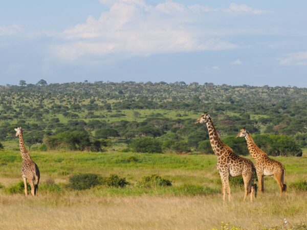 Giraffen in der weiten Savanne