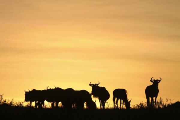 Gnus im Sonnenuntergang