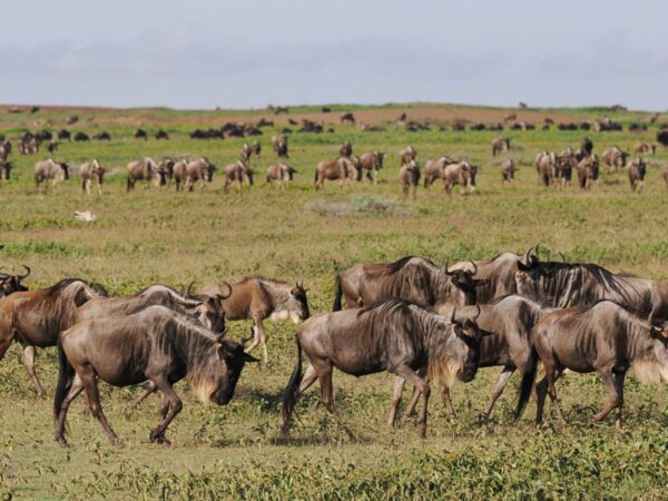 Gnuherde im Ngorongoro-Schutzgebiet in Tansania