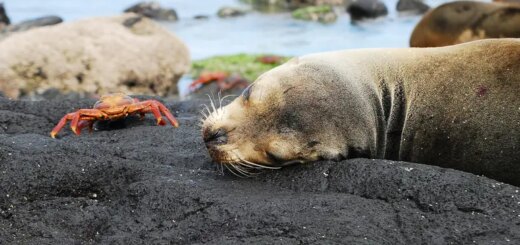 8-Tage-Adventure-Trip Journeys: Wildlife of the Galápagos Islands | Erlebnisrundreisen.de