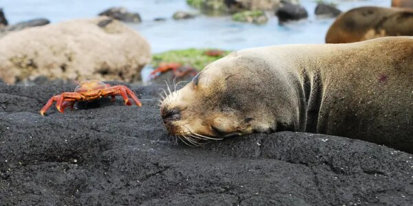 8-Tage-Adventure-Trip Journeys: Wildlife of the Galápagos Islands