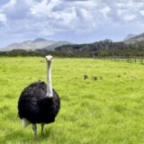 Drei Wochen Südafrika komplett: vom Krüger-Nationalpark bis Kapstadt Young Traveller 2026
