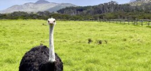 Drei Wochen Südafrika komplett: vom Krüger-Nationalpark bis Kapstadt Young Traveller 2026