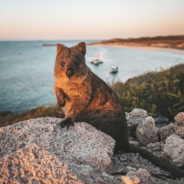 Quokka im warmen Abendlicht an einer felsigen Küste in Australien