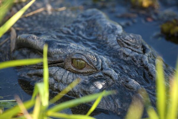 Krokodil im Kakadu-Nationalpark