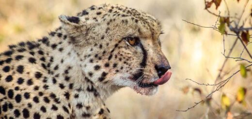 Südafrika Gruppenreise | Tinta Tours Erlebnisreisen