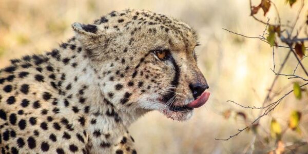 Südafrika Erlebnisreise | Tinta Tours Erlebnisreisen