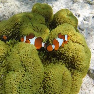 Indonesien Gruppenreise | Tinta Tours Erlebnisreisen