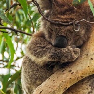 Australien Gruppenreise | Tinta Tours Erlebnisreisen