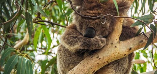 Australien Gruppenreise | Tinta Tours Erlebnisreisen