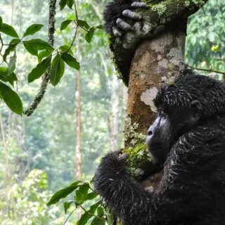 Ruanda Gruppenreise | Tinta Tours Erlebnisreisen