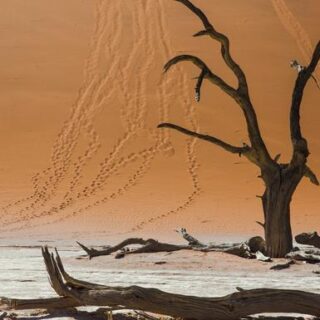 Botswana Gruppenreise | Tinta Tours Erlebnisreisen