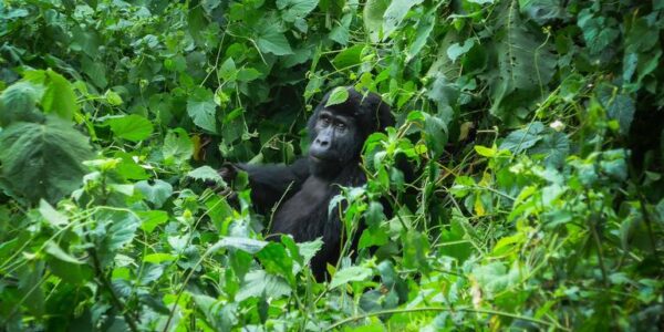 Uganda Erlebnisreise | Tinta Tours Erlebnisreisen