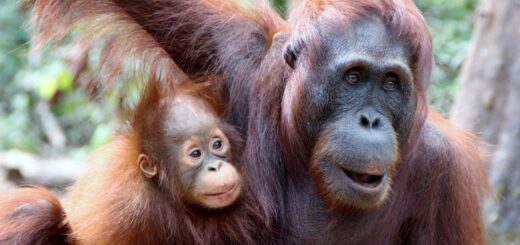 Indonesien Gruppenreise | Tinta Tours Erlebnisreisen