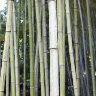 Japan Gruppenreise | Tinta Tours Erlebnisreisen