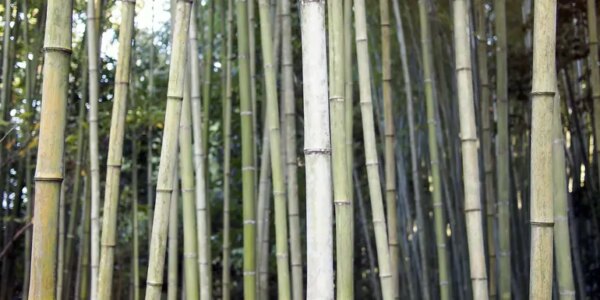 Japan Erlebnisreise | Tinta Tours Erlebnisreisen