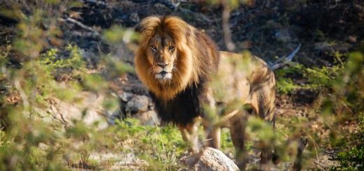 Simbabwe Gruppenreise | Tinta Tours Erlebnisreisen