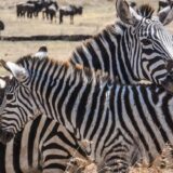 Kenia Gruppenreise | Tinta Tours Erlebnisreisen