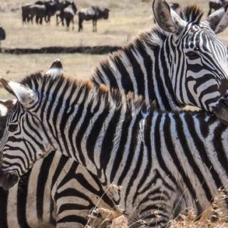 Kenia Gruppenreise | Tinta Tours Erlebnisreisen