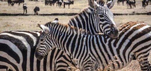 Kenia Gruppenreise | Tinta Tours Erlebnisreisen