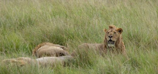 Kenia Gruppenreise | Tinta Tours Erlebnisreisen